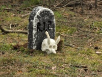dscf0806.jpg